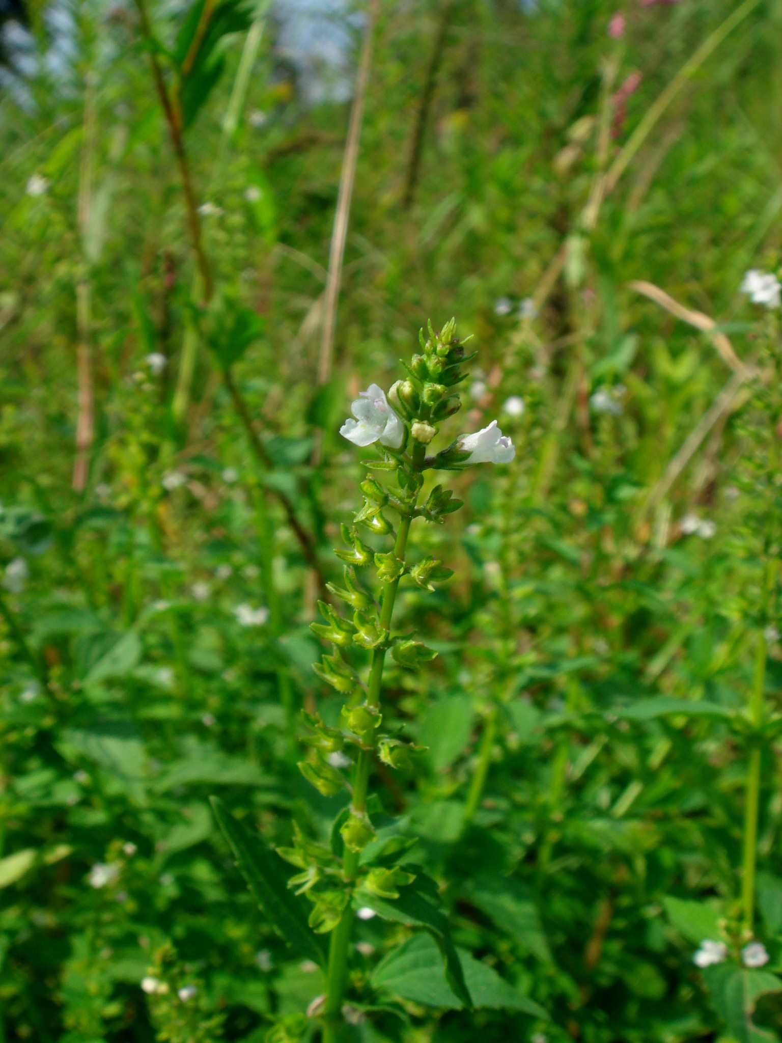 Mosla dianthera (Buchanan-Hamilton ex Roxburgh) Maximovicz
